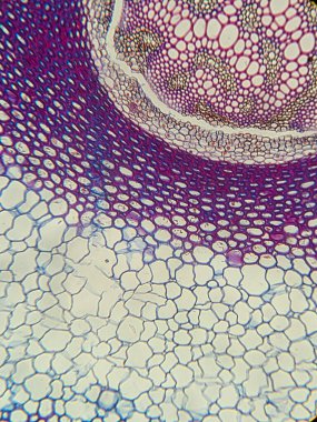 Hücrelerin düzenlenmesi ve renk farklılıklarına odaklanarak çeşitli hücre tiplerini ve yapılarını gösteren mikroskobik görünüm