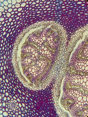 Hücresel yapıları ve desenleri gösteren bitki dokusunun mikroskobik görüntüsü