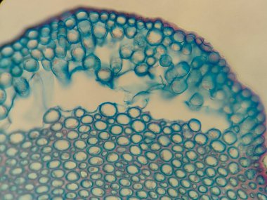 Mavi ve mor lekeli dairesel hücreleri gösteren bitki dokusunun mikroskobik görüntüsü