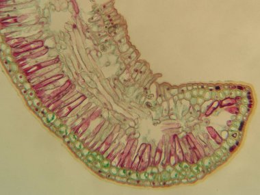 Kloroplastlar ve hücre duvarları da dahil olmak üzere hücresel yapıyı gösteren bitki dokusunun mikroskobik görüntüsü