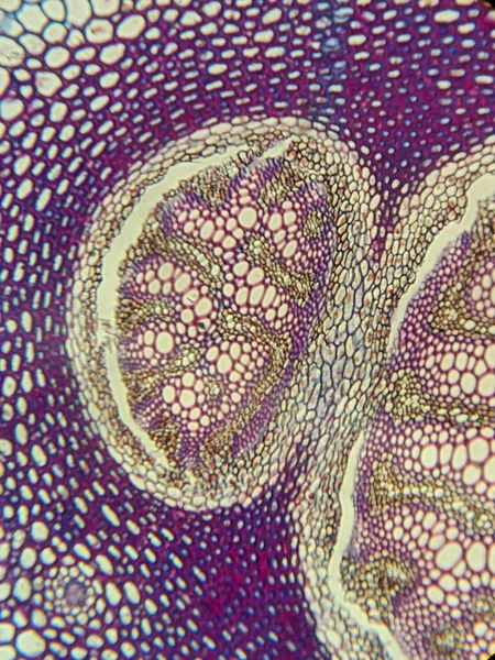 Hücresel yapıları ve desenleri gösteren bitki dokusunun mikroskobik görüntüsü