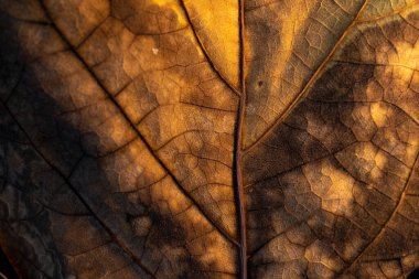 Karmaşık damarları ve sıcak aydınlatması olan, doğal desenleri ve renkleri gösteren desenli bir yaprağın yakın çekimi