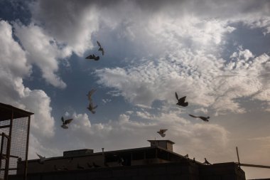 Parkta bir güvercin sürüsü