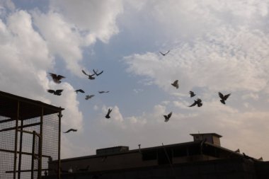 Kuşlar gökyüzünde uçuyor