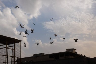 Bulutlu bir gökyüzüne doğru uçan bir kuş sürüsü. Arka planda binalar var.