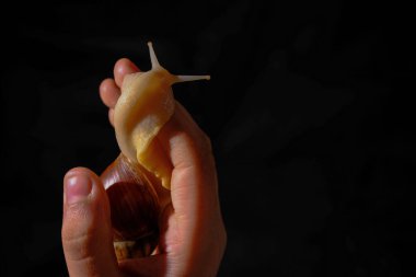 Karanlık arka planda büyük bir salyangozu tutan bir elin yakın çekimi.