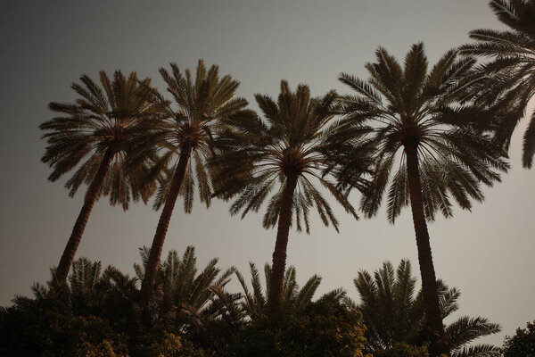 Силуэты пальм против туманного неба, создавая тропическую атмосферу