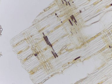 Hücre yapılarını ve liflerini gösteren bitki dokusunun mikroskobik görüntüsü