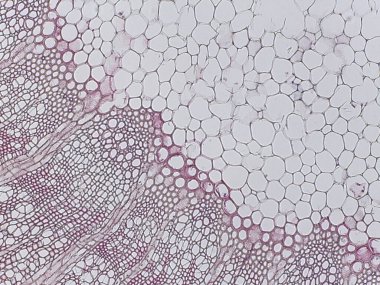 Hücre duvarları ve hücreler arası boşluklara sahip hücresel yapıyı gösteren mikroskobik görüntü, beyazı pembeye doğru bir renk değişimine sahip.