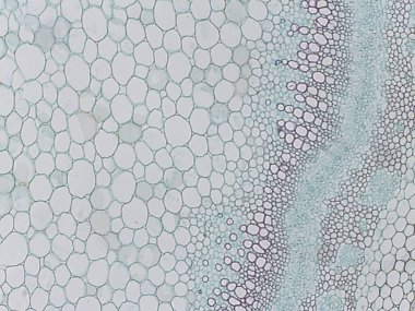 Bitki hücrelerinin mikroskobik görüntüsü altıgen şekilleri ve dairesel yapıları gösteriyor, açık renk paleti var.