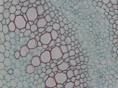 Altıgen şekilleri ve hücre duvarlarını gösteren bitki hücrelerinin mikroskobik görüntüsü