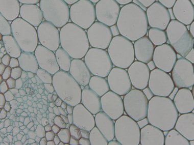 Altıgen şekilleri ve hücre duvarlarını gösteren bitki hücrelerinin mikroskobik görüntüsü