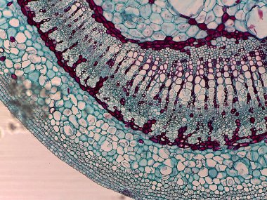 Bitki dokusunun mikroskobik görüntüsü vasküler demetler ve parenksima hücreleri de dahil olmak üzere çeşitli hücre tiplerini ve yapılarını gösteriyor.