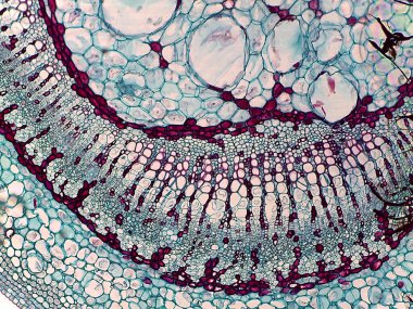 Bitki dokusunun mikroskobik görüntüsü hücre yapısını gösteriyor, xylem ve phloem dahil, farklı hücre tiplerini vurgulayan canlı renklerle.