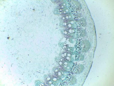 Hücre yapısı ve düzenini gösteren bitki dokusunun mikroskobik görüntüsü