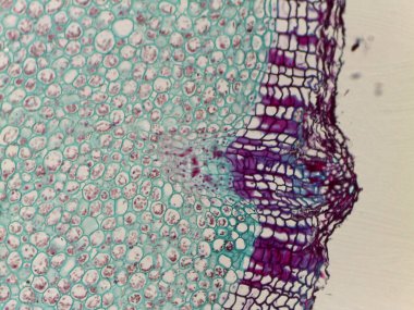 Bitki dokusunun mikroskobik görünümü farklı renklerde hücreleri gösterir, hücre yapısı ve düzenini vurgular