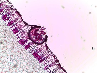 Hücresel yapıyı ve salgı bezlerini gösteren mikroskobik bitki dokusu görüntüsü