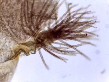 Microskopik Yapışkan Mayıs Sineği Perisi Görünümü (Cloeon sp.)