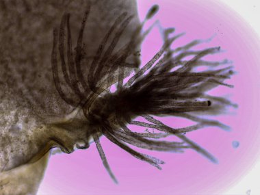 Microskopik Yapışkan Mayıs Sineği Perisi Görünümü (Cloeon sp.)