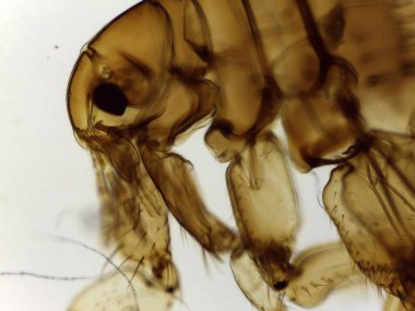 Bir Dişi İnsan Piresinin (Pulex irritans) mikroskobik Yanal Görünümü)