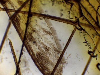 Sivrisinek Başı ve Bacakları Aşırı Mikroskobik Yakın Çekim