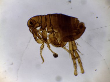 Bir Erkek Pirenin (Pulex irritans) mikroskobik Yanal Görünümü)