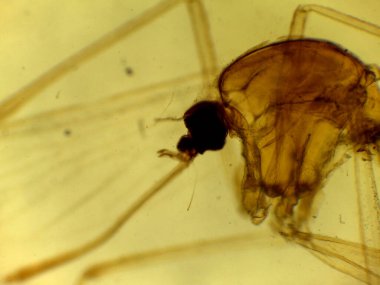 Culex Pipiens Sivrisinek Larval veya Pupal Baş Kapsülü ve Eklentilerinin Mikroskobik Morfolojisi