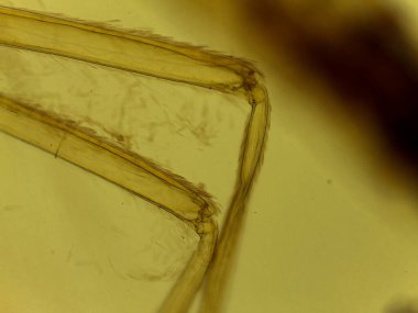 Culex Pipiens Sivrisinek Larval veya Pupal Baş Kapsülü ve Eklentilerinin Mikroskobik Morfolojisi