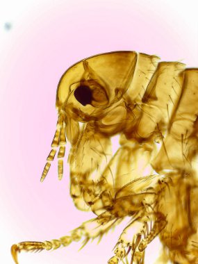 Bir Erkek Pirenin (Pulex irritans) mikroskobik Yanal Görünümü)