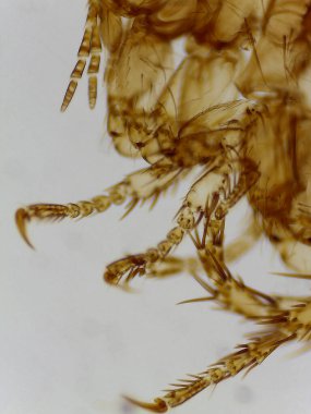 Bir Erkek Pirenin (Pulex irritans) mikroskobik Yanal Görünümü)