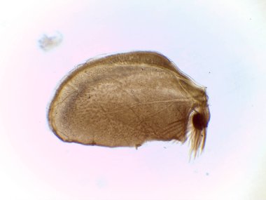 Microskopik Yapışkan Mayıs Sineği Perisi Görünümü (Cloeon sp.)