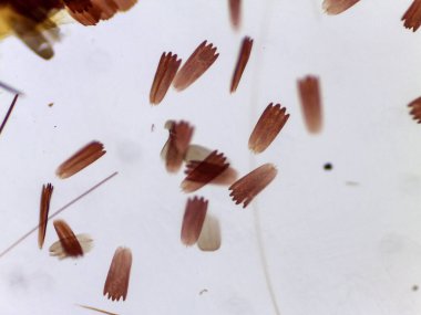 Kelebek Kanat Ölçekleri ve Kılların Mikroskobik Görünümü