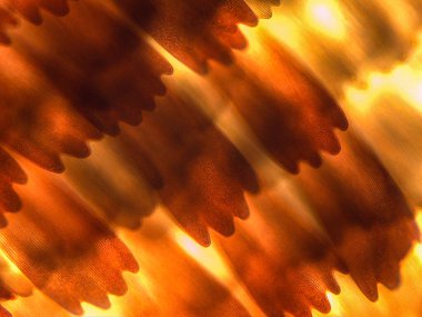 Kelebek Kanat Ölçekleri ve Kılların Mikroskobik Görünümü