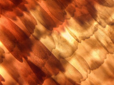 Kelebek Kanat Ölçekleri ve Kılların Mikroskobik Görünümü