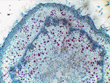 Mor ve mavi renklerle boyanmış hücre yapılarını gösteren mikroskobik görüntü hücresel düzenleme ve tiplerin detaylarını ortaya çıkarıyor.