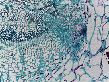 Bitki dokusunun mikroskobik görüntüsü karmaşık hücresel yapılar ve desenler gösteriyor