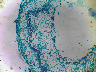 Hücreleri ve damar demetlerini gösteren bitki dokusunun mikroskobik görüntüsü.