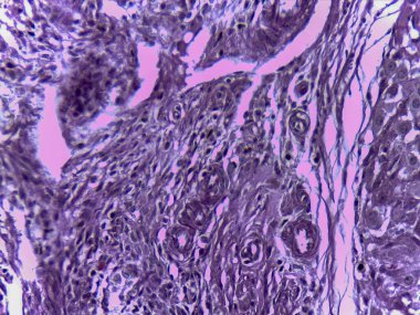 Görselleştirme için boyanmış hücresel yapıları ve desenleri gösteren dokuların mikroskobik görünümü