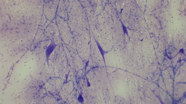 Karmaşık yapıları ve bağlantıları olan nöral hücrelerin mikroskobik görüntüsü, nöronlardan ve glial hücrelerden oluşan bir ağı gösteriyor