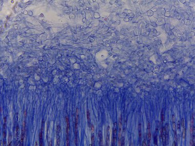 Peziza Kupa Mantar Apothecium for Mycology Study 'deki Hijyen Katmanının Lekeli Mikroskobik Bölümü.