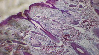 Analiz için boyanmış katman ve yapıları gösteren deri dokusunun mikroskobik görüntüsü