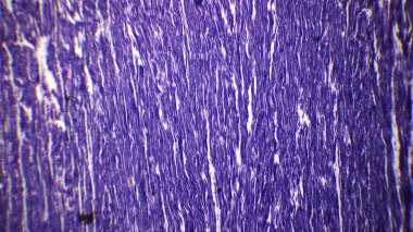 Soyut çizgilere ve desenlere benzeyen desenli mor maddenin yakın plan görüntüsü