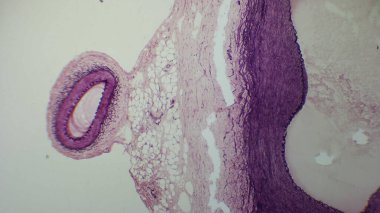 Analiz için boyanmış katman ve yapıları gösteren doku bölümünün mikroskobik görünümü