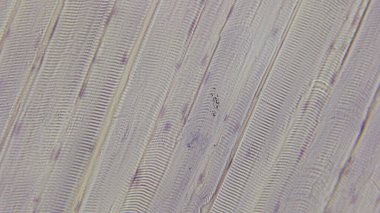 Paralel çizgiler ve dokulara sahip mikroskobik bir yapının yakın görüntüsü, karmaşık desenler ve detaylar sergiliyor, muhtemelen biyolojik bir örnek veya materyalden..