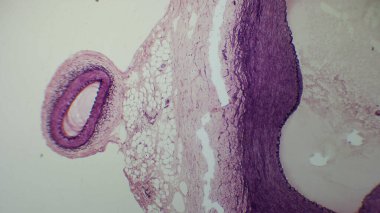 Analiz için boyanmış katman ve yapıları gösteren doku bölümünün mikroskobik görünümü