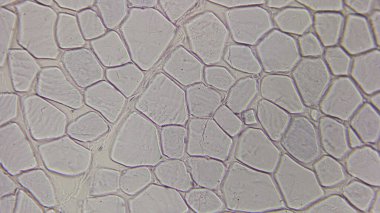 Bir bal peteği yapısını gösteren bitki hücrelerinin mikroskobik görüntüsü