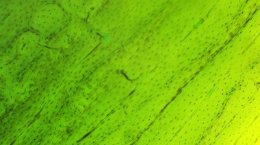 İnce çizgiler ve desenlerle dokulu yeşil bir yüzeye yakın çekim