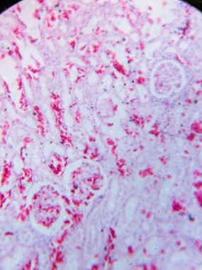 Mikroskop altında Kurbağa Böbreği Tarihi