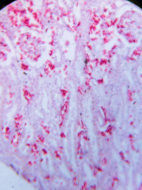 Mikroskop altında Kurbağa Böbreği Tarihi