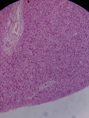 Fetal karaciğerin mikroskop altında tarihi